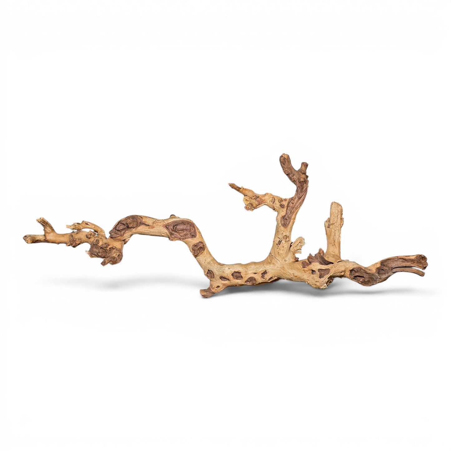 Mopani Driftwood Medium 14–20" | Aquarium & Terrarium Wood