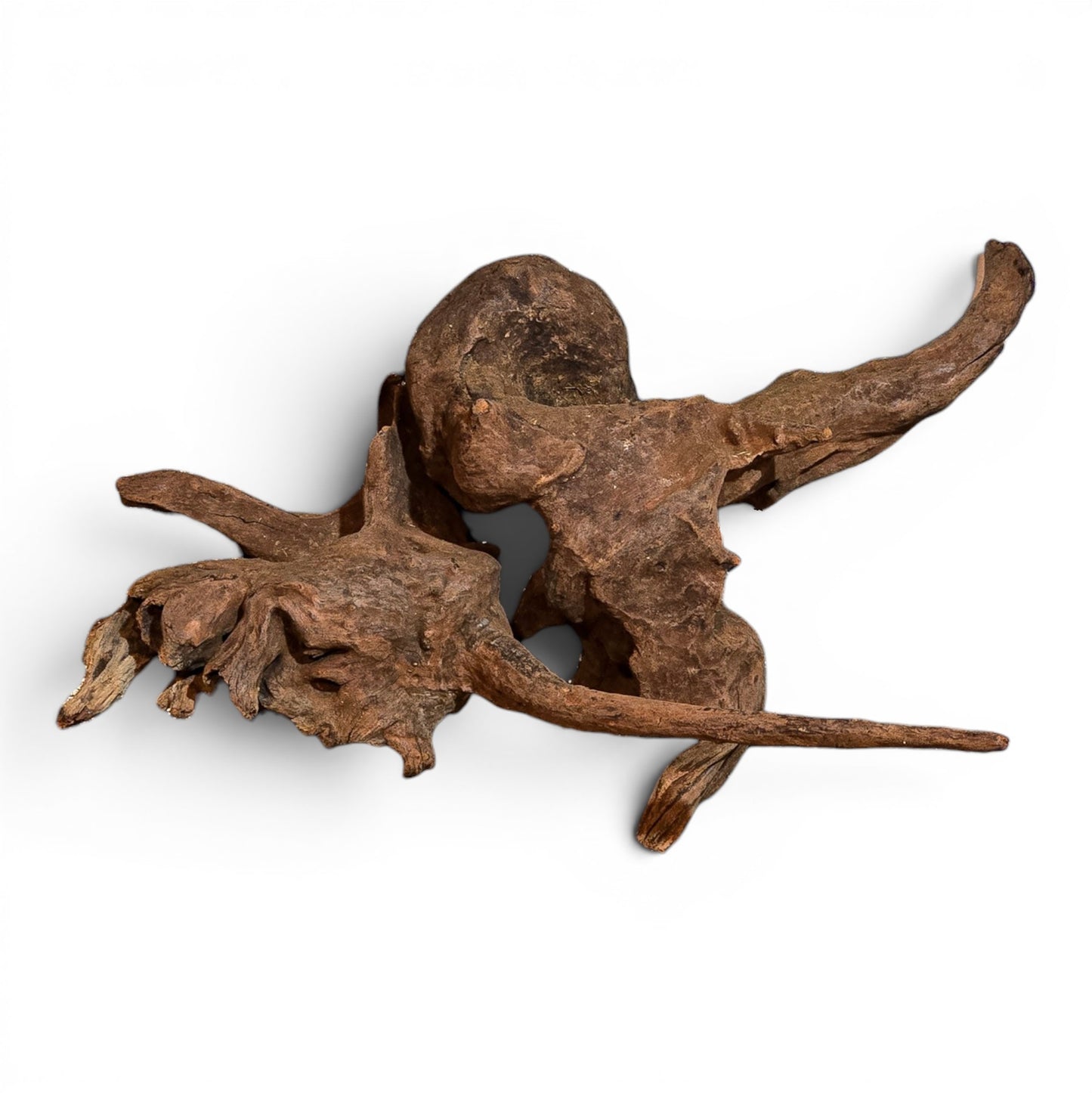 Mangrove Driftwood Small 8–14" | Aquarium & Terrarium Wood