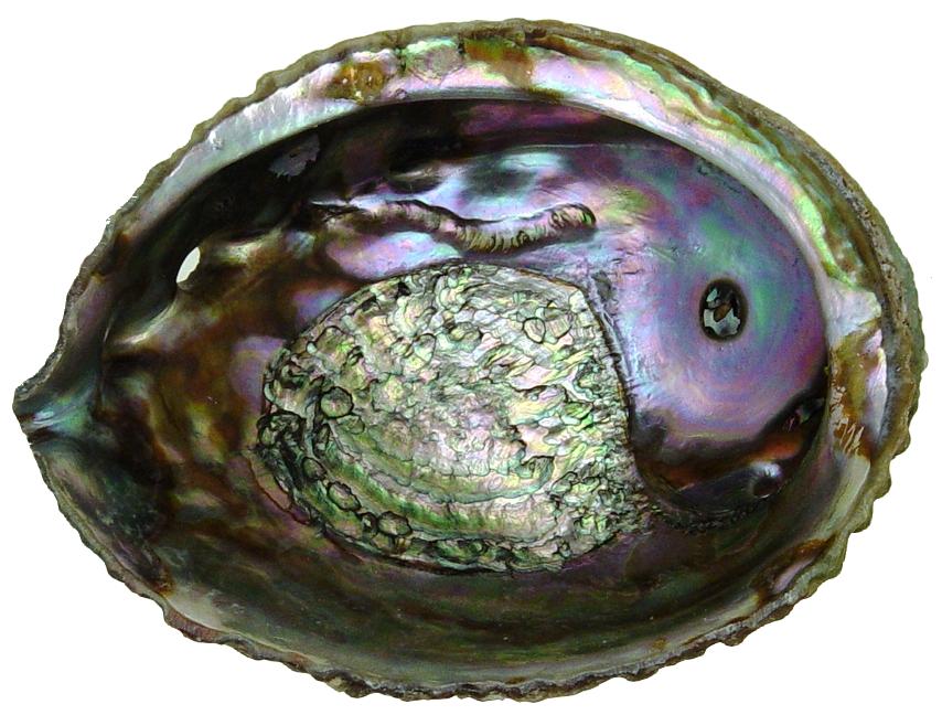 Pink Abalone 5 inch + Haliotis Corrugata - Mexico