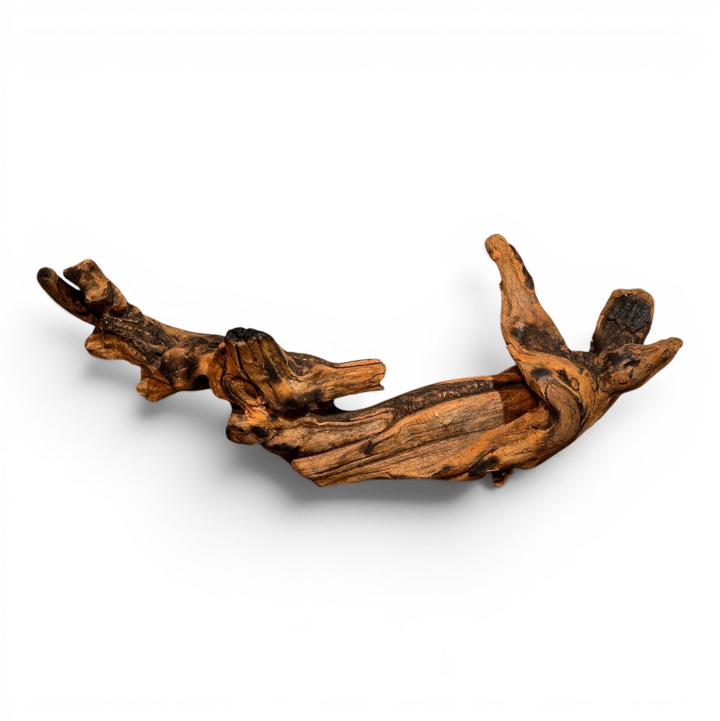 Mangrove Driftwood Small 8–14" | Aquarium & Terrarium Wood