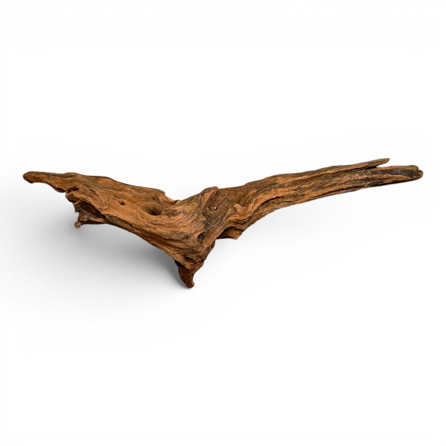 Mangrove Driftwood Small 8–14" | Aquarium & Terrarium Wood