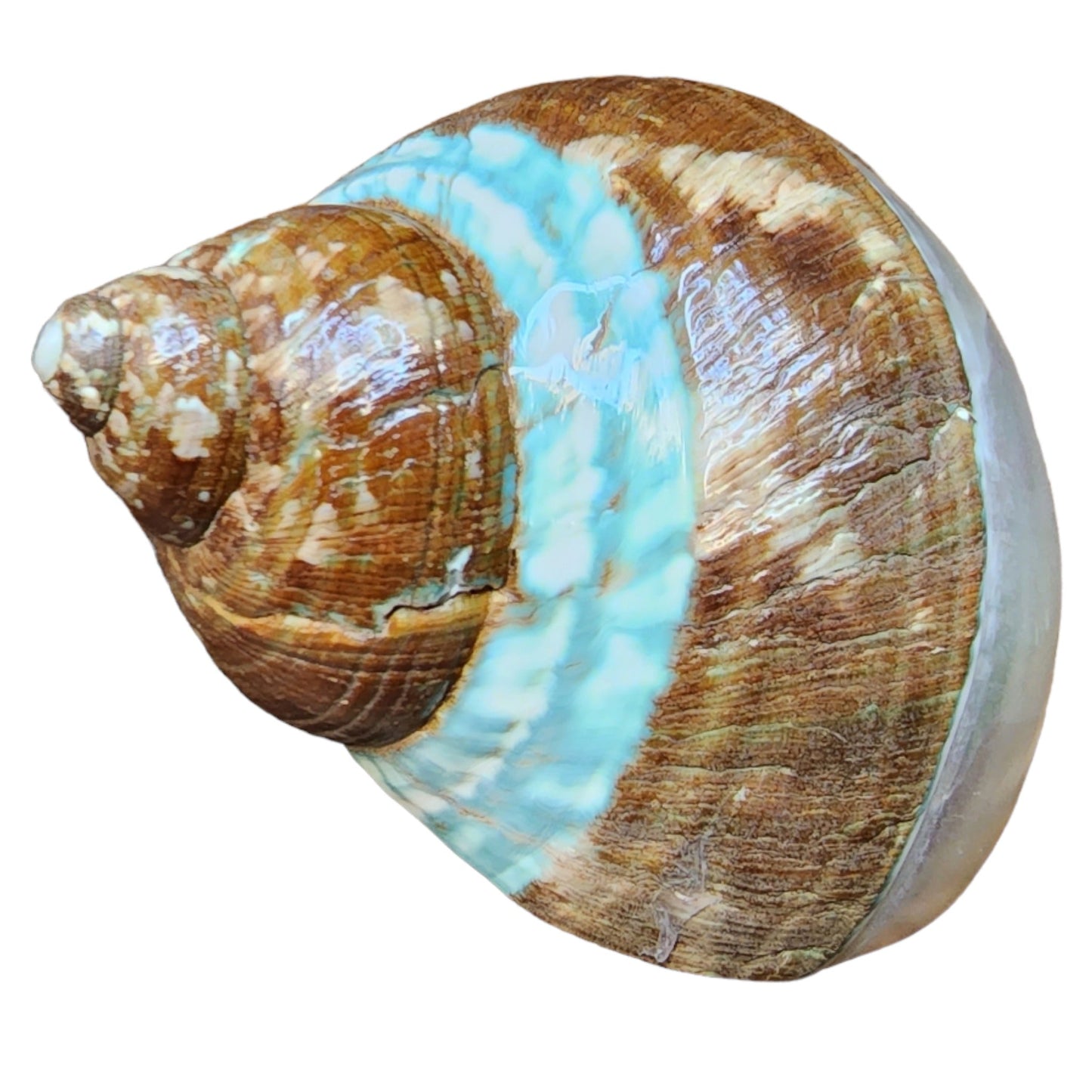 Imperialis Turbo - Bottom Pearlized & Top Banded Polished/Natural
