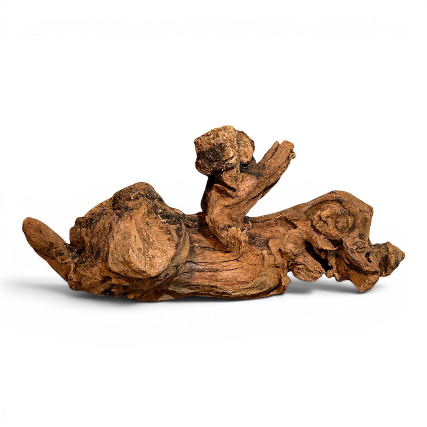 Mangrove Driftwood Small 8–14" | Aquarium & Terrarium Wood