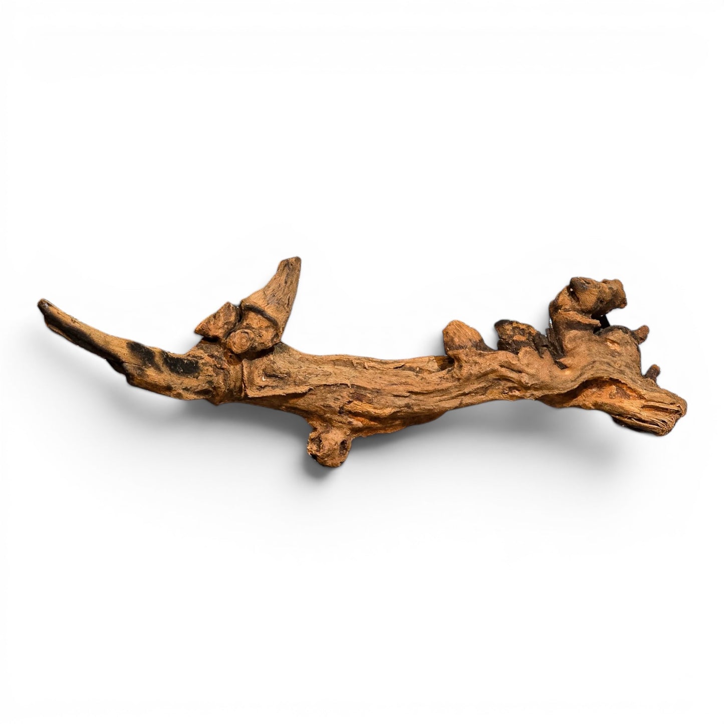 Mangrove Driftwood Small 8–14" | Aquarium & Terrarium Wood