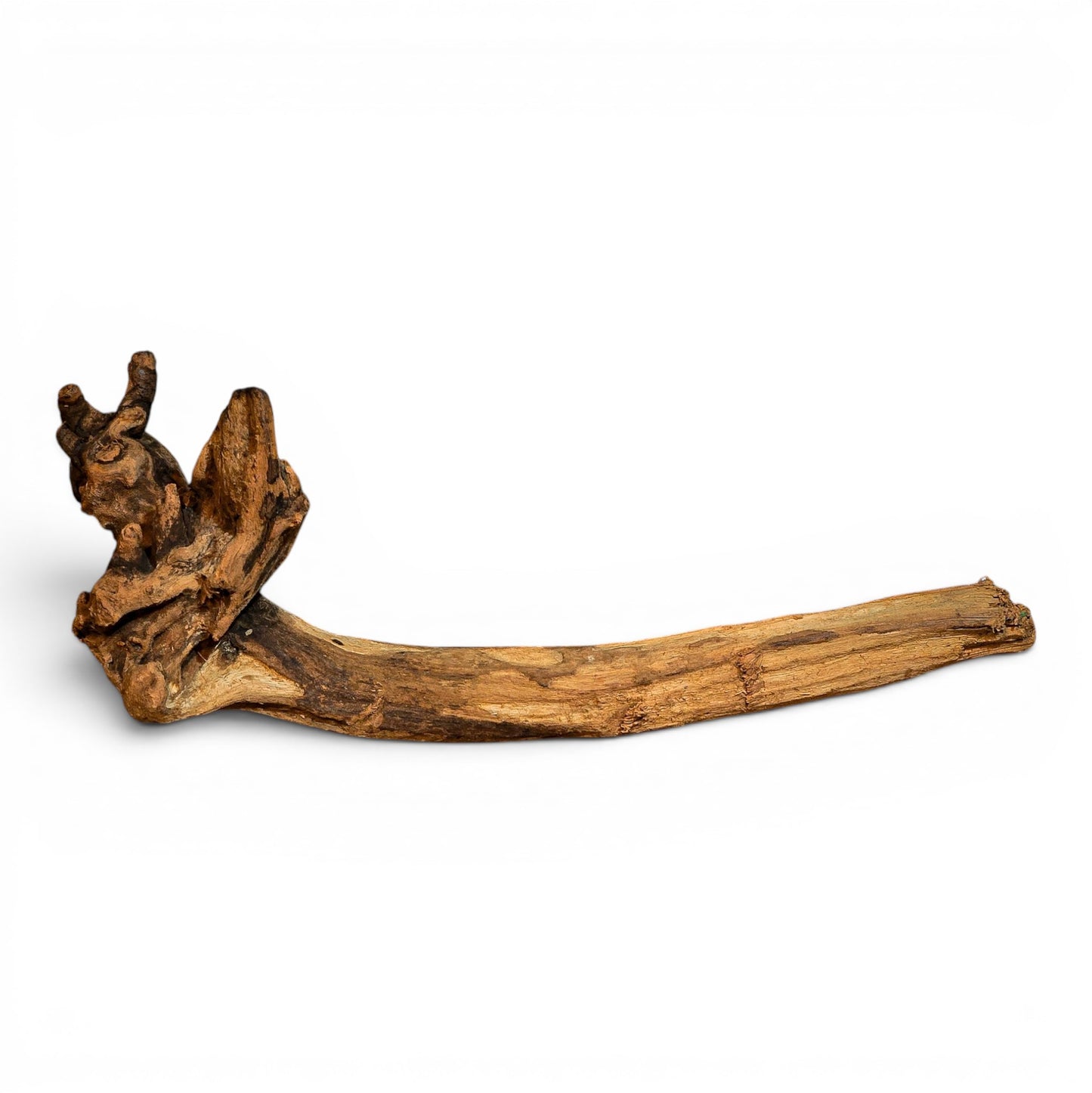 Mangrove Driftwood Small 8–14" | Aquarium & Terrarium Wood