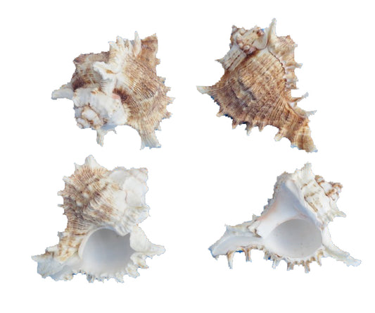 Murex Ramosa - 2 - 3 inch - Africa