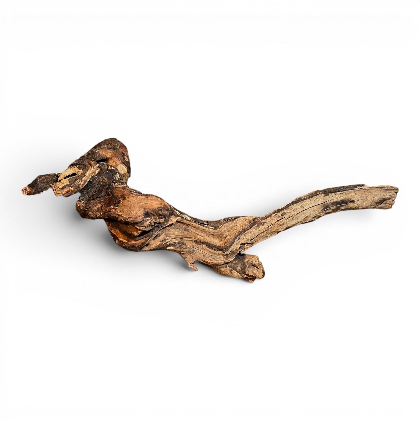Mangrove Driftwood Small 8–14" | Aquarium & Terrarium Wood