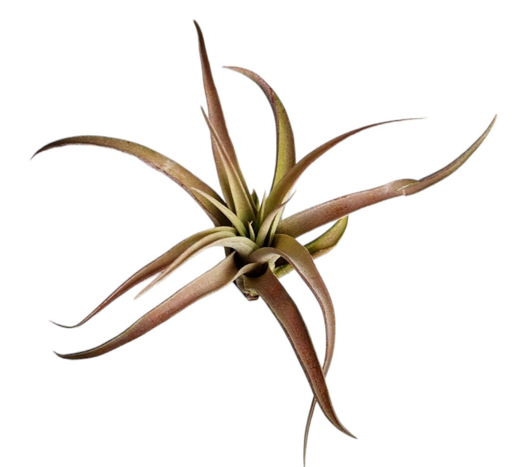 Capitata Tillandsia Air Plant