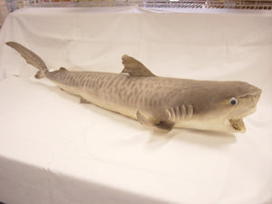 Tiger Shark - 54 - 56 inches