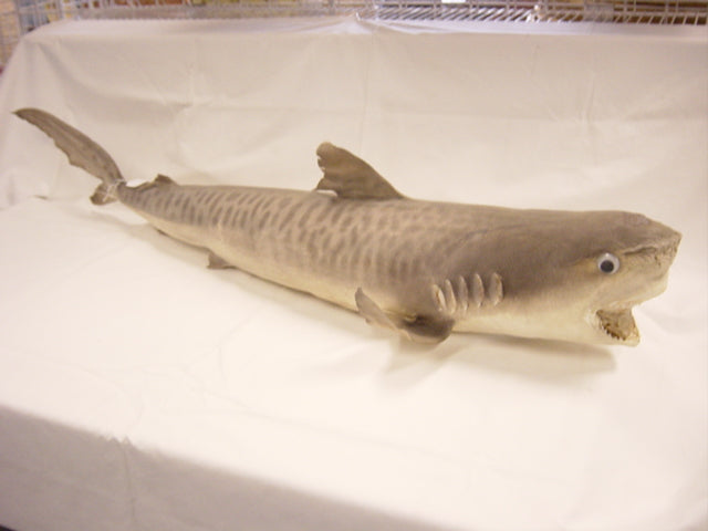 Tiger Shark - 54 - 56 inches