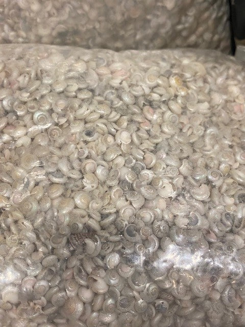 1 KG - Pearl Umbonium - 3/8 - 0.5 inches