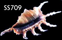 Lambis Scorpio - 4 - 6 inches - Philippines