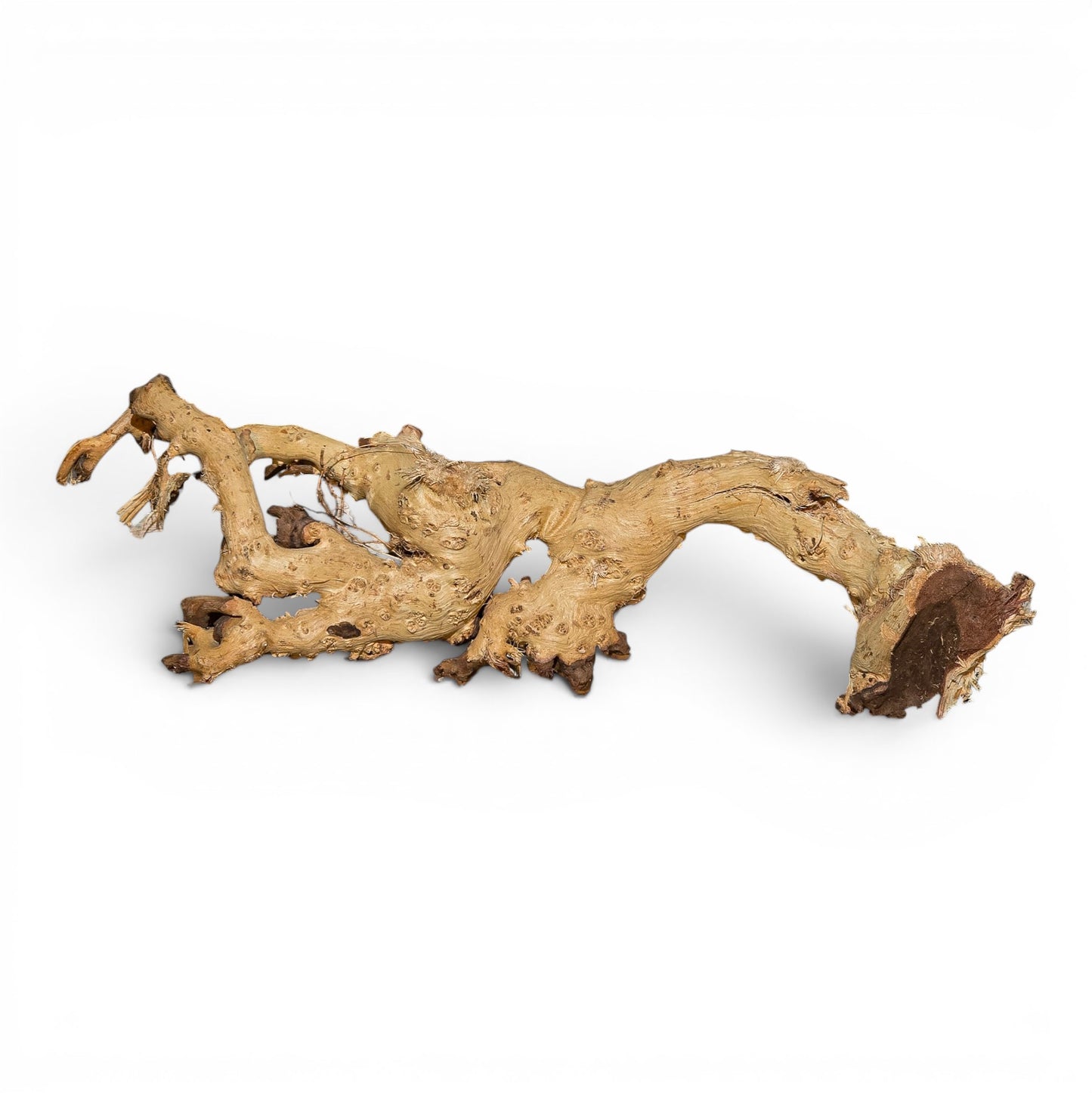 Mopani Driftwood Small 8-14" | Aquarium & Terrarium Wood