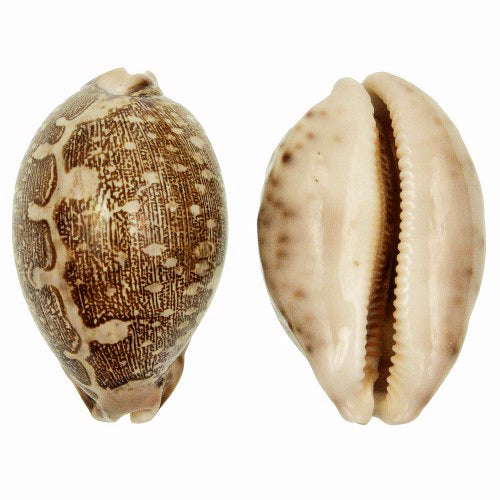 Map Cowry Shell (Cypraea Mappa) 2-3 Inches | Natural Shell