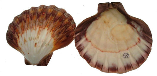 Polished Lions Paw Clam Halves - 4 to 6 inch