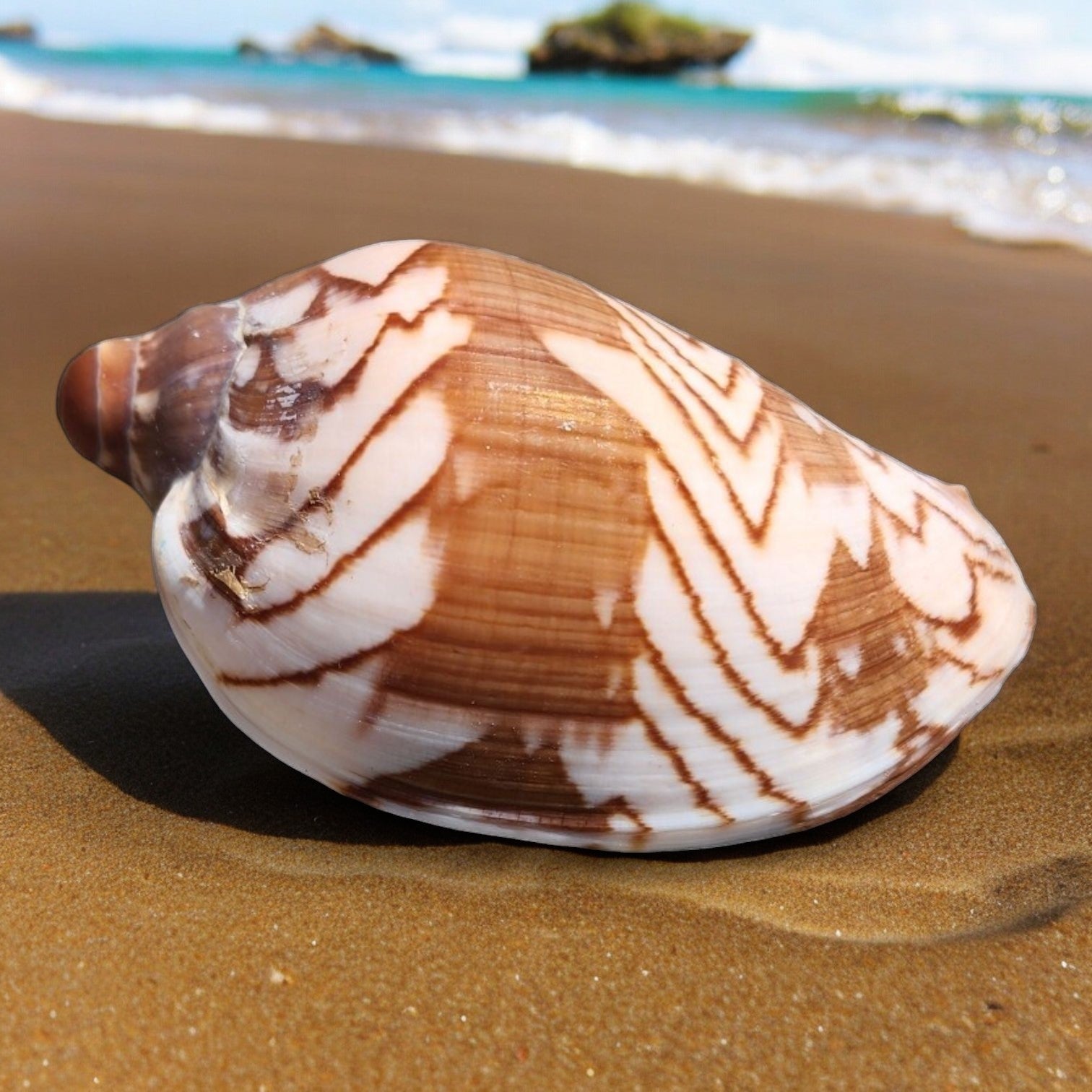 Voluta Nobilis – HermitCrabShells.ca