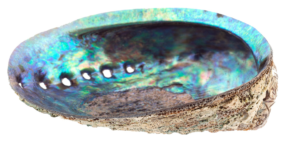 Paua Abalone - Haliotis Iris 4 inch + New Zealand - Thailand - Natural