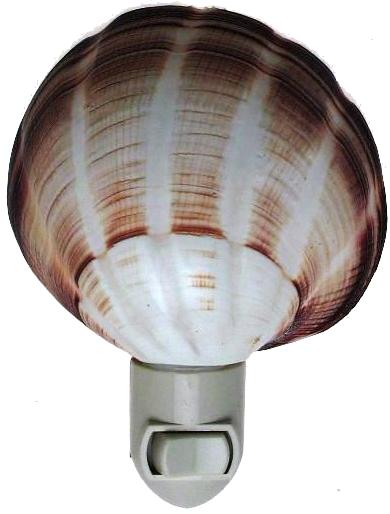 STRIPED VENUS MAXIMA NIGHTLIGHT