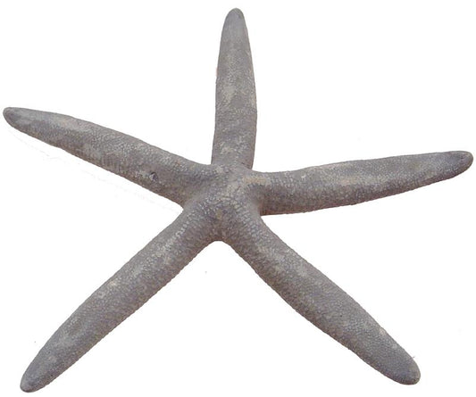 Natural Bluey Starfish - Linckia Laevigata - 6 - 8 Inches