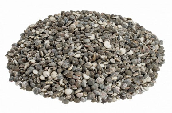 1 KG - Grey Umbonium - 3/8 - 0.5 inches