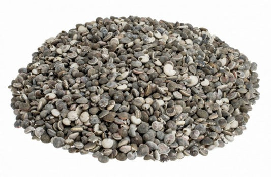 1 KG - Grey Umbonium - 3/8 - 0.5 inches