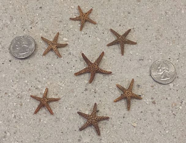 Florida Brown Starfish - 1.5 - 2 inches (1.5