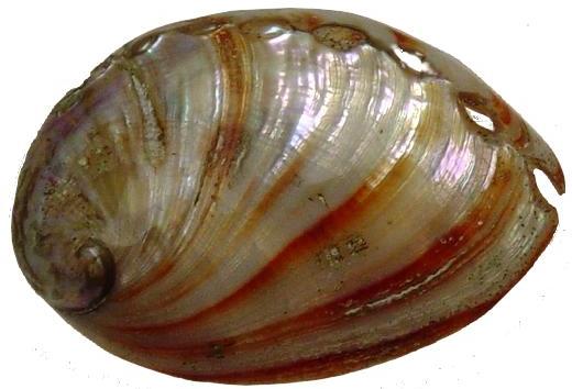 Polished Red Abalone (Haliotis Rufescens) - 2 inch +