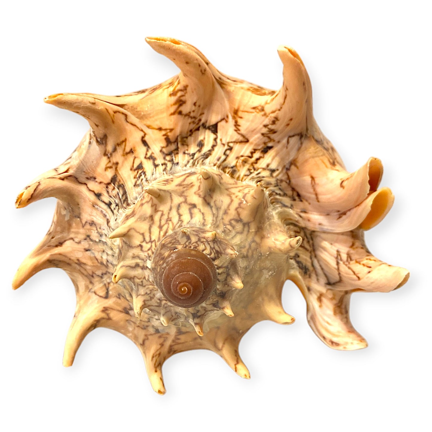 Voluta Imperialis Shells - 7 - 8 inches - SPEC