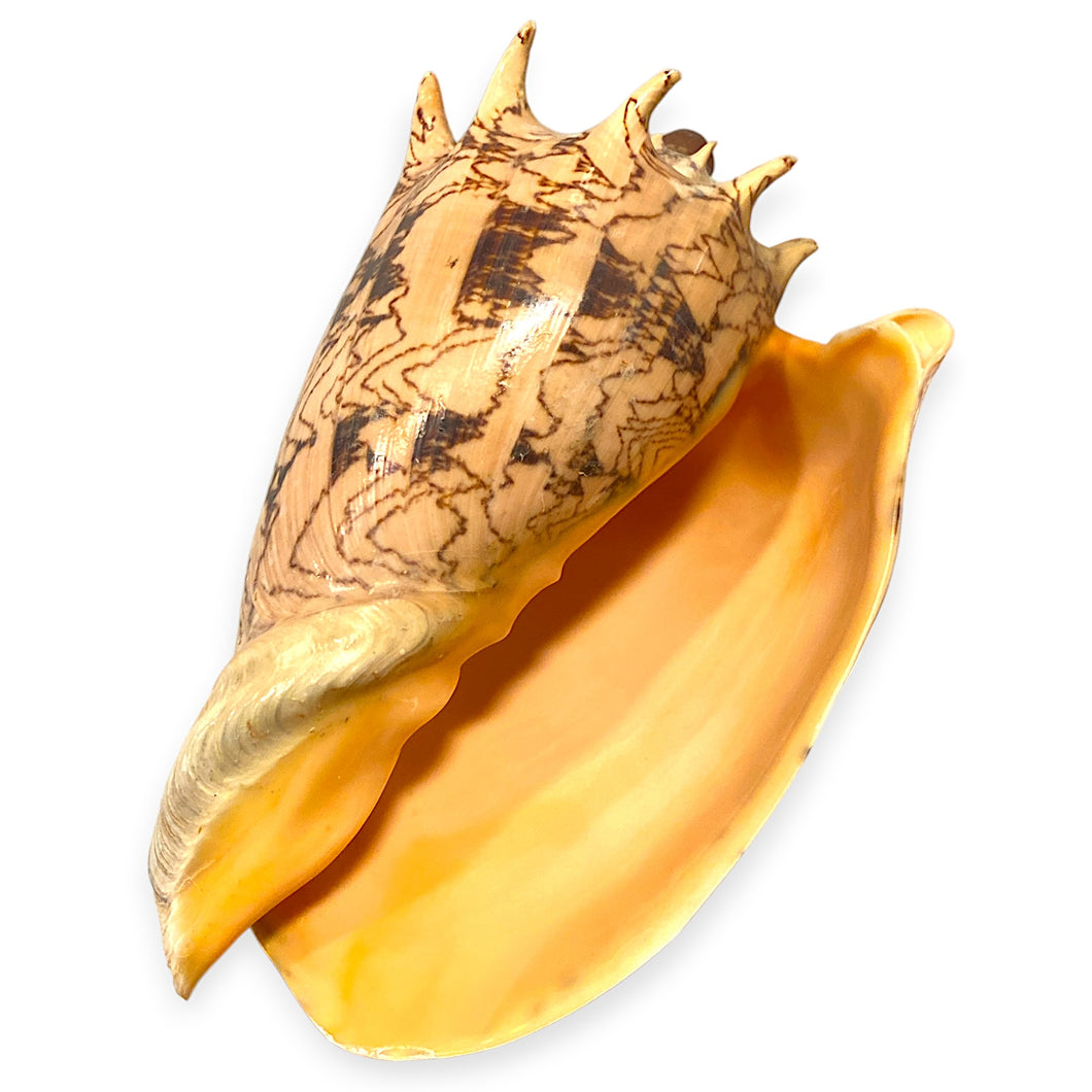 Voluta Imperialis Shells - 8 - 9 inches
