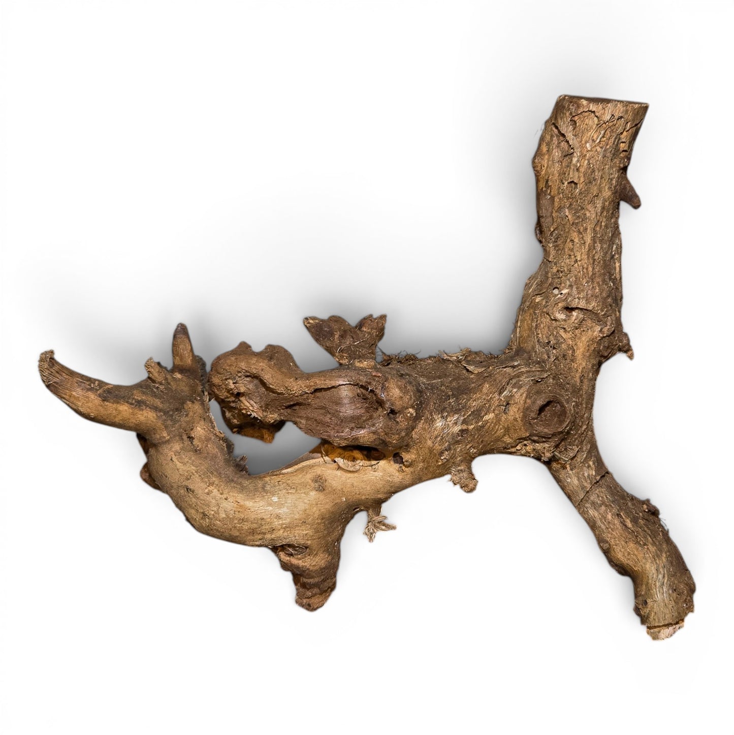Mopani Driftwood Small 8-14" | Aquarium & Terrarium Wood