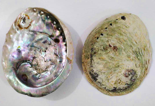 5.5 inch - Midae Abalone - 14cm - Haliotis Midae - South Africa - All Natural - NEW723