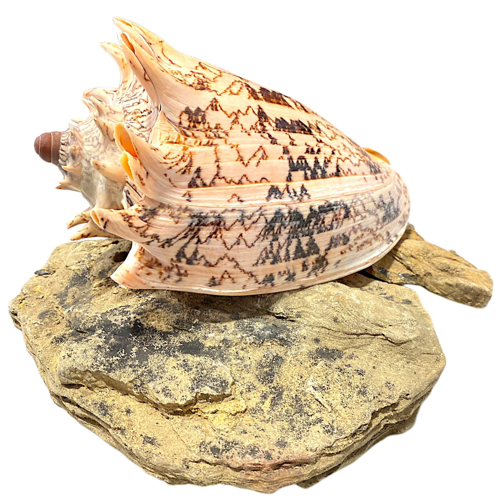 Voluta Imperialis Shells - 5 - 6 inches – HermitCrabShells.ca