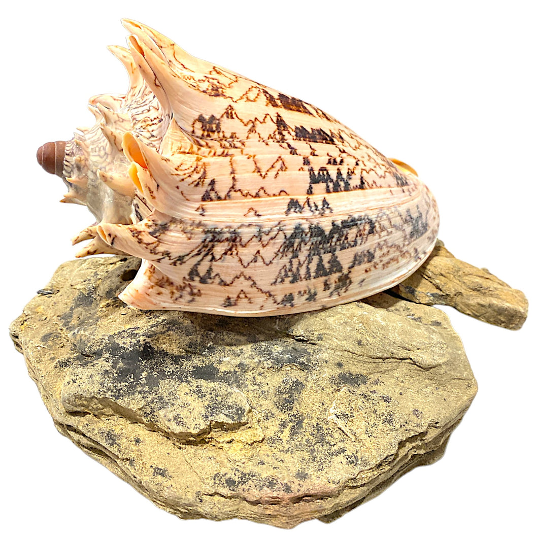 Voluta Imperialis Shells - 5 - 6 inches