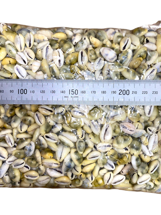 1 KG - Money Cowrie Cowry - Cypraea Moneta - 0.5 inches