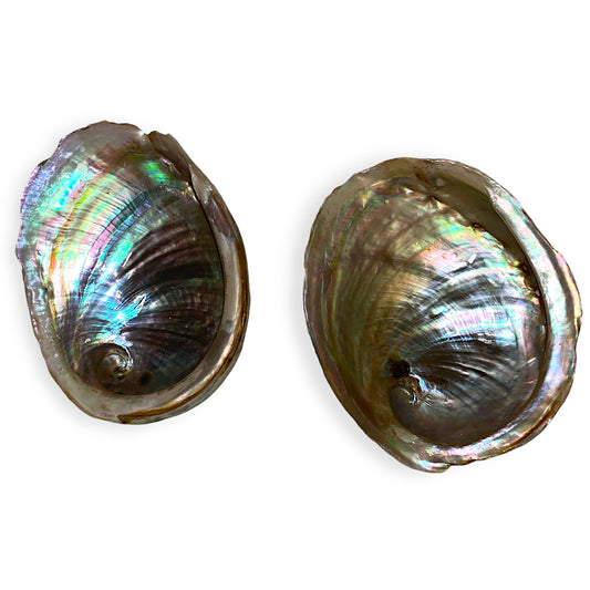 Opal Abalone - Haliotis laeviagata - 4 inch + Thailand - All Natural