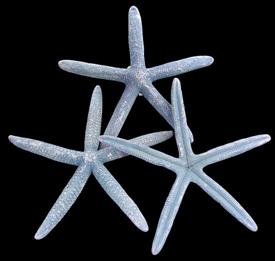 Natural Bluey Starfish - Linckia Laevigata -2 - 3 inches