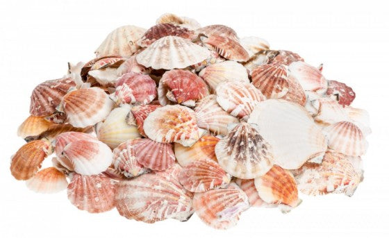1 KG - Pecten Vexillum - Bractechlamys Vexillum - 1.5 - 3 inches