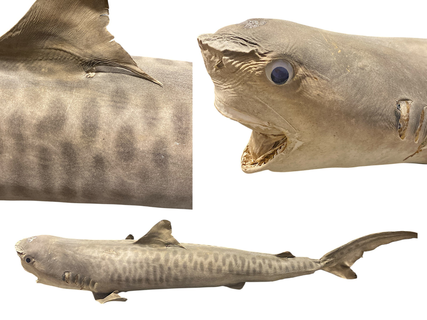 Tiger Shark - 54 - 56 inches