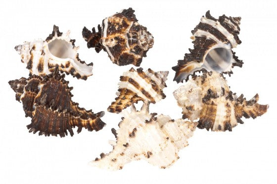 Murex Endiva Hermit Crab Shell - Hexaplex cichoreum