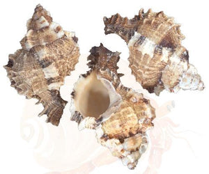 Apple Murex - Phyllonotus Pomum
