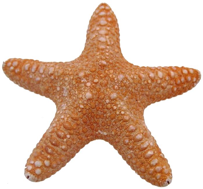Jungle Starfish - 5 - 6 inches