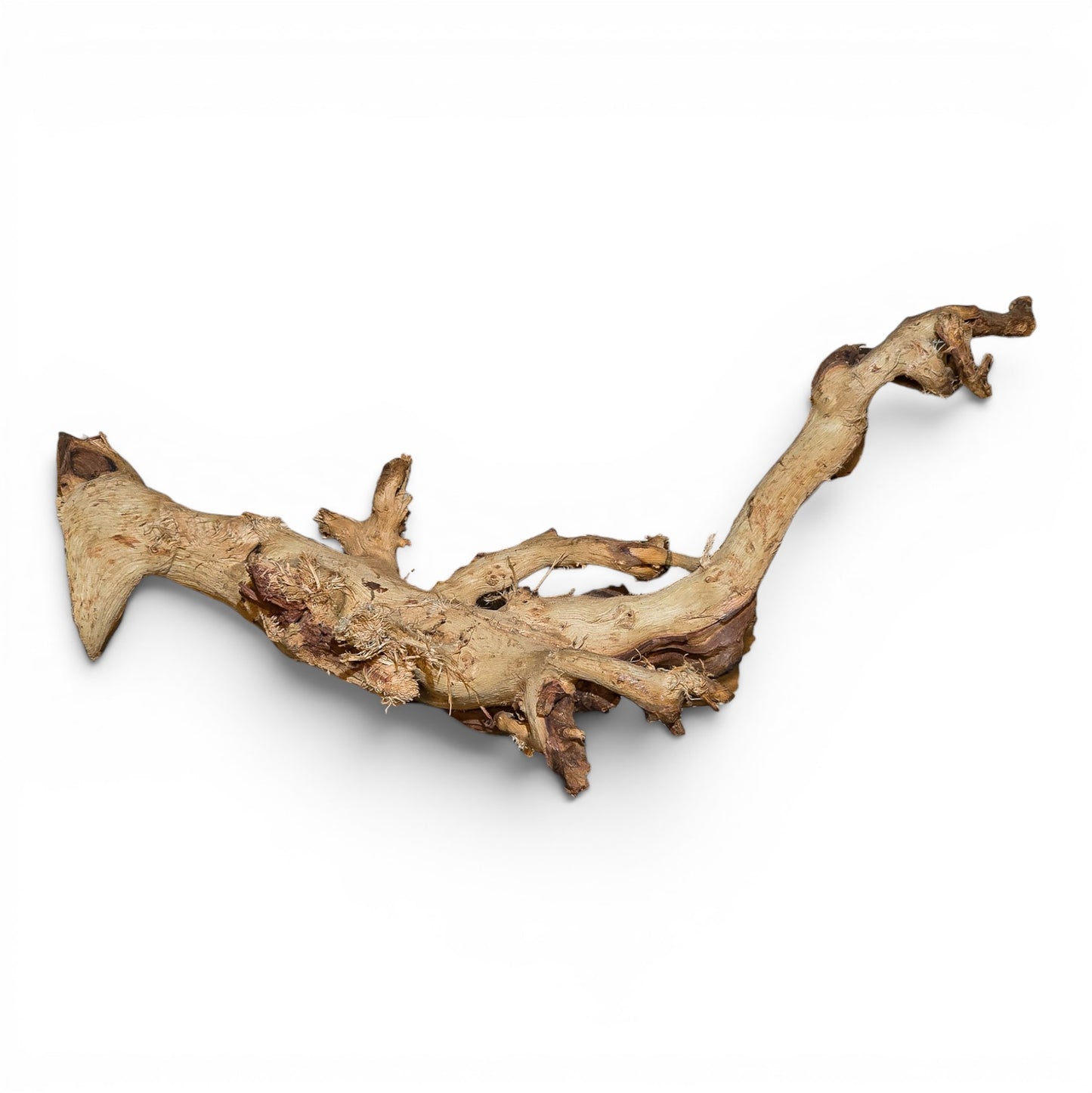 Mopani Driftwood Small 8-14" | Aquarium & Terrarium Wood
