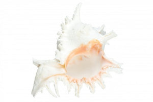 Murex Ramosa - 4 - 5 inch 10-12cm - Philippines