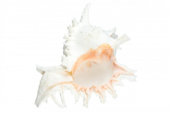 Murex Ramosa - 4 - 5 inch 10-12cm - Philippines