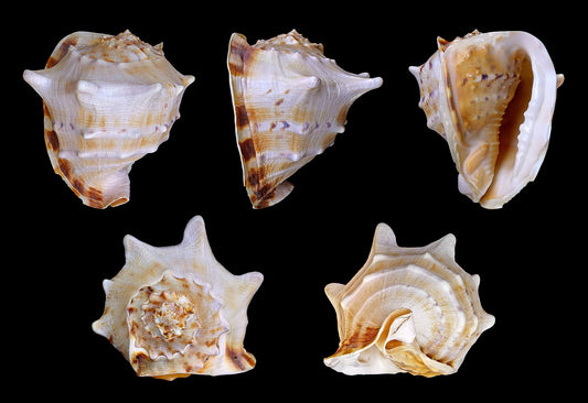 Yellow Helmet Shells - 9 - 10 inches