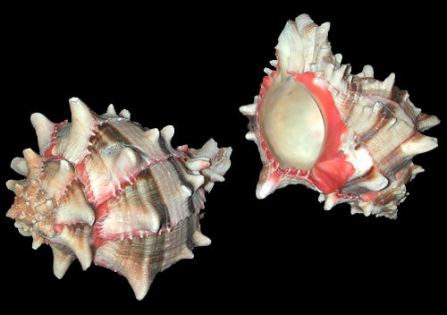 Murex Brassica - 5 inches