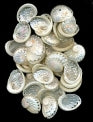 Pearlized Sheep's Ear Oval Abalone - Haliotis Ovina - 2 - 2.2 inches - Select - Philippines