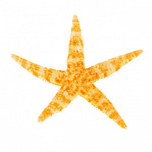 Philippine Starfish - 0.25 - 0.5 inches