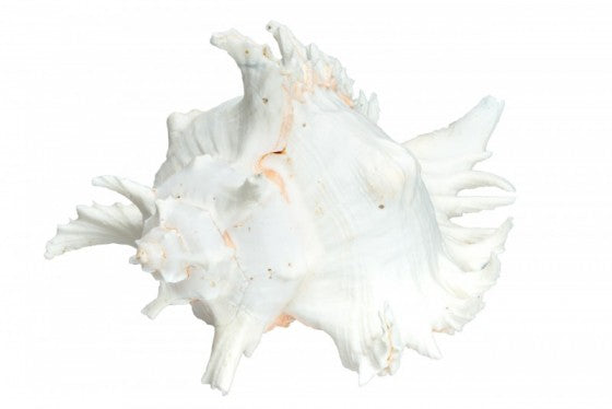 Murex Ramosa - 6 - 7 inches