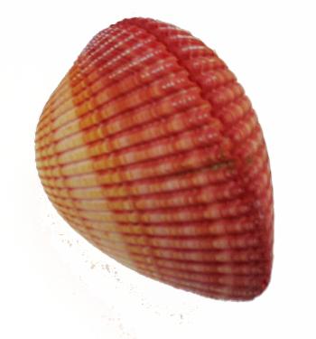 Pink Cardium - Cardium Pseudolima - 5 inches